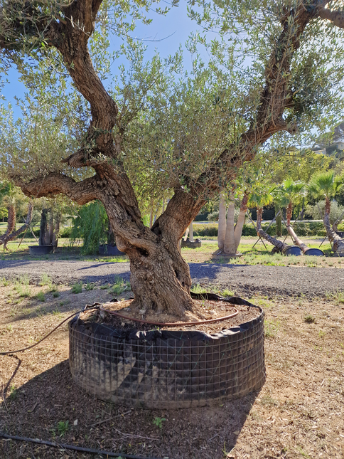 Olivier centenaire (Olea europaea) – 1,80 mètre