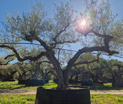 Olivier centenaire (Olea europaea) – 2 mètres