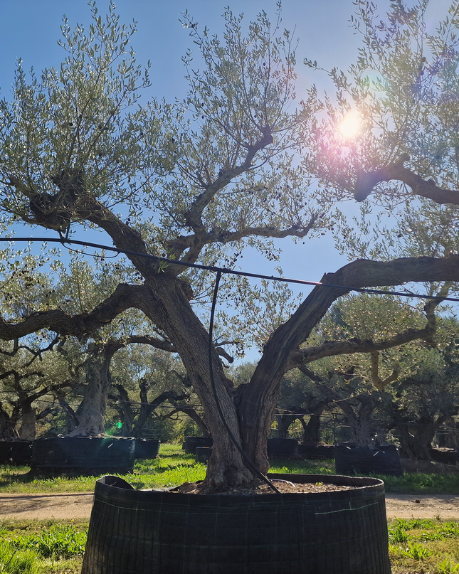 Olivier centenaire (Olea europaea) – 2 mètres