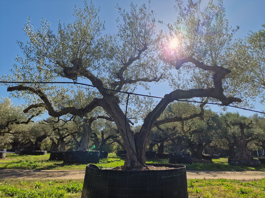 Olivier centenaire (Olea europaea) – 2 mètres