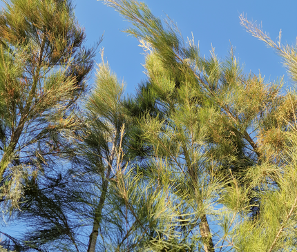 Filao (Casuarina equisetifolia) – Hauteur 4 mètres et +
