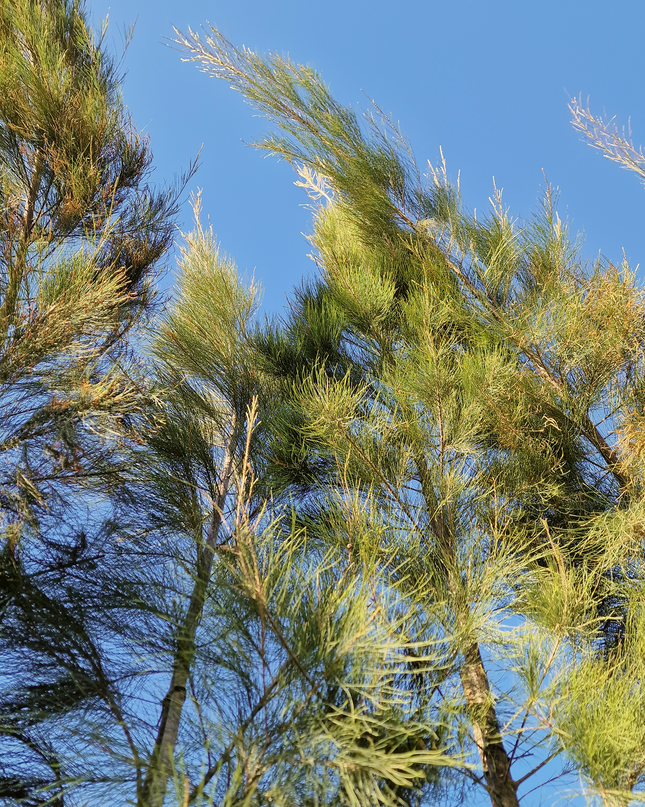Filao (Casuarina equisetifolia) – Hauteur 4 mètres et +