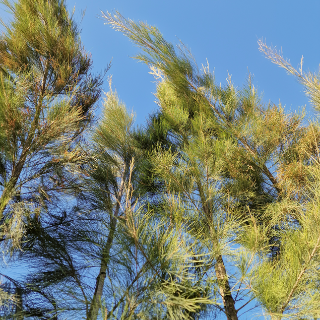 Filao (Casuarina equisetifolia) – Hauteur 4 mètres et +