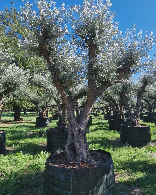 Olivier 50 ans (Olea europaea) – Arbre d’exception pour votre jardin