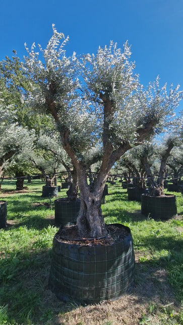 Olivier 50 ans (Olea europaea) – Arbre d’exception pour votre jardin