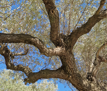 Olivier multi-centenaire (Olea europaea) – Arbre d’exception