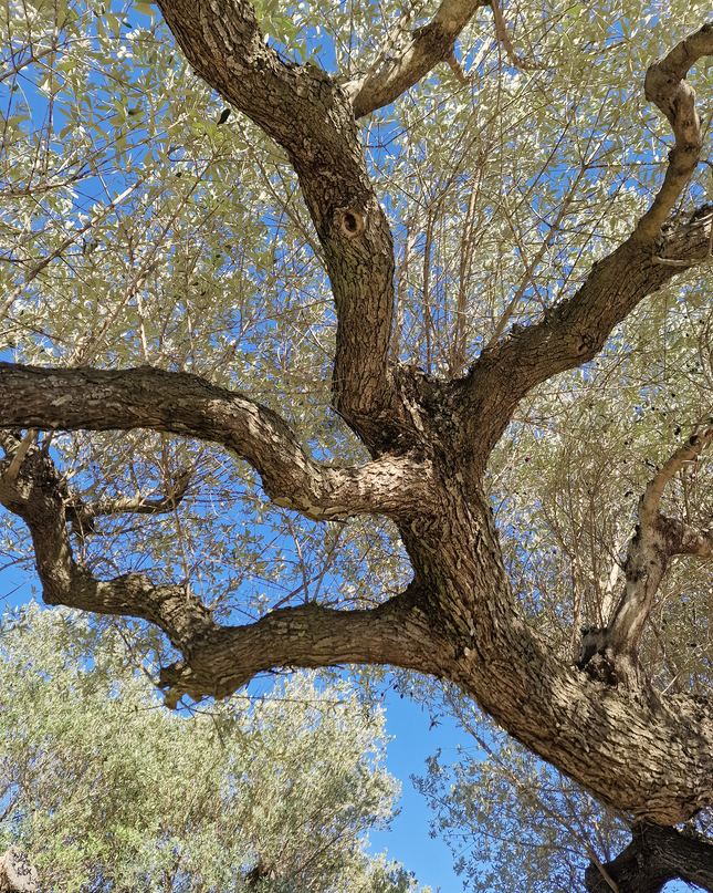Olivier multi-centenaire (Olea europaea) – Arbre d’exception