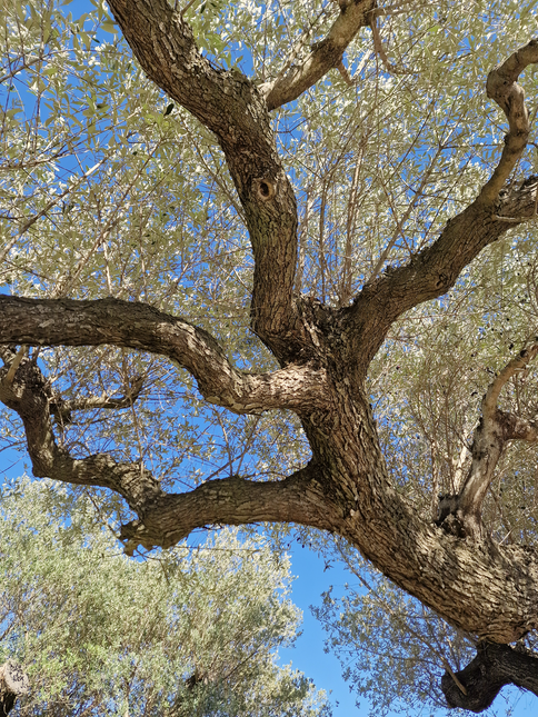 Olivier multi-centenaire (Olea europaea) – Arbre d’exception