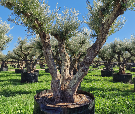 Olivier 50 ans (Olea europaea) – Arbre d’exception pour votre jardin