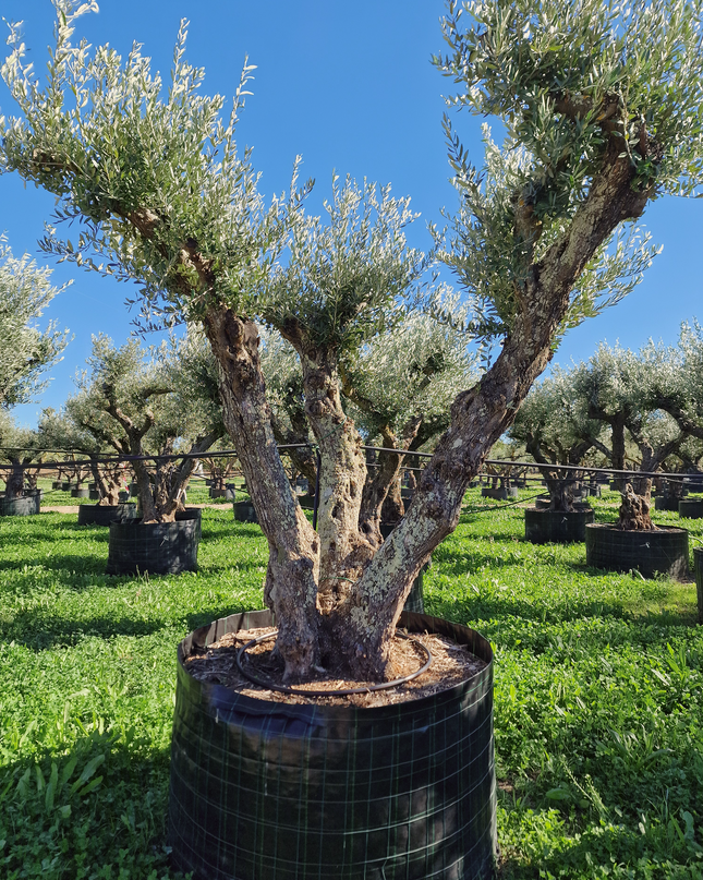 Olivier 50 ans (Olea europaea) – Arbre d’exception pour votre jardin