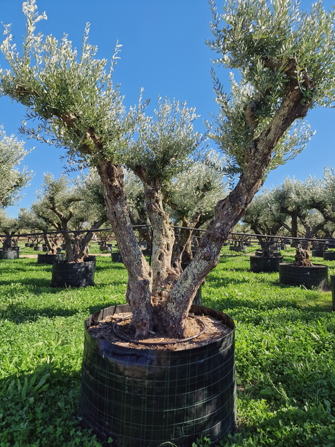 Olivier 50 ans (Olea europaea) – Arbre d’exception pour votre jardin