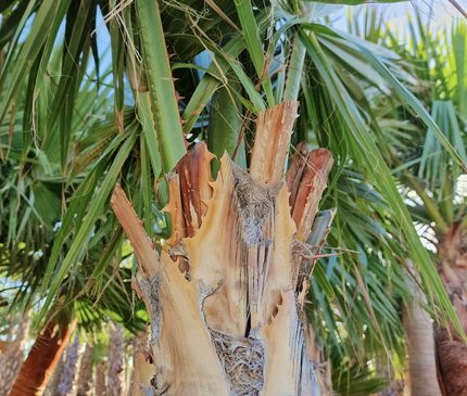 Palmier washingtonia robusta nettoyé - Stipe 160 cm