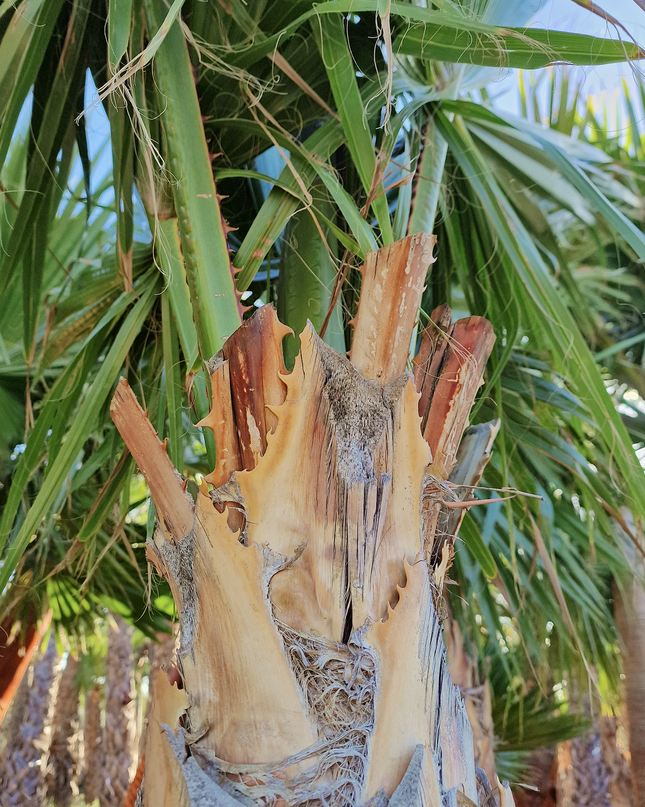 Palmier washingtonia robusta nettoyé - Stipe 160 cm