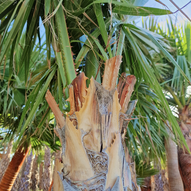 Palmier washingtonia robusta nettoyé - Stipe 160 cm