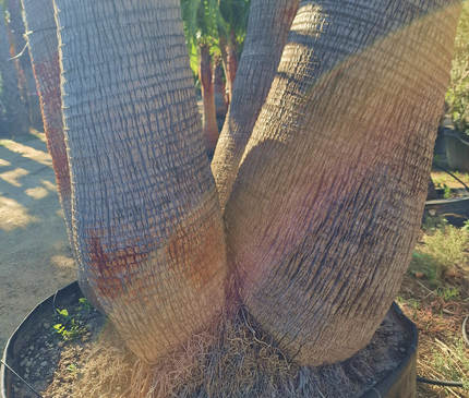 Palmier washingtonia - triple stipes - tronc 310 cm