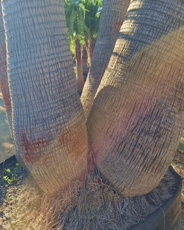 Palmier washingtonia - triple stipes - tronc 310 cm