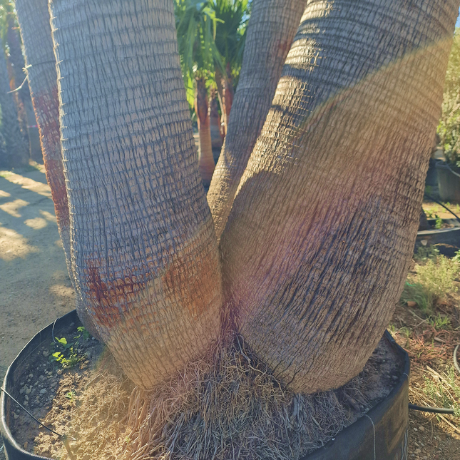 Palmier washingtonia - triple stipes - tronc 310 cm