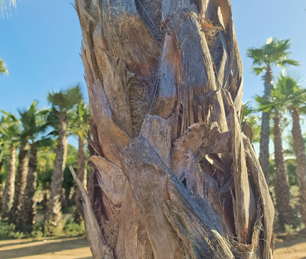 Palmier Washingtonia robusta - hauteur stipe 360 cm