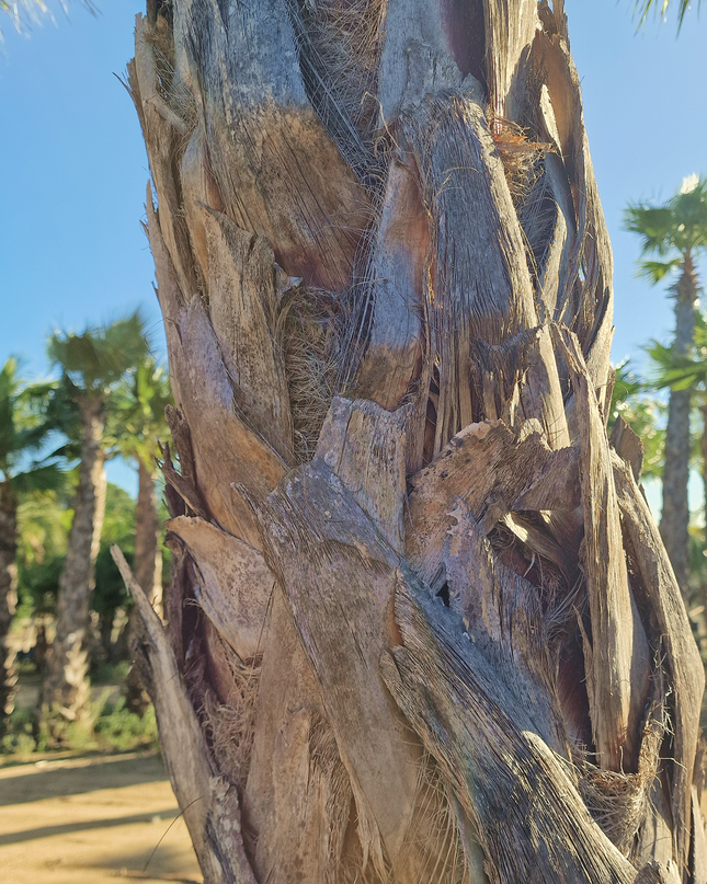 Palmier Washingtonia robusta - hauteur stipe 360 cm