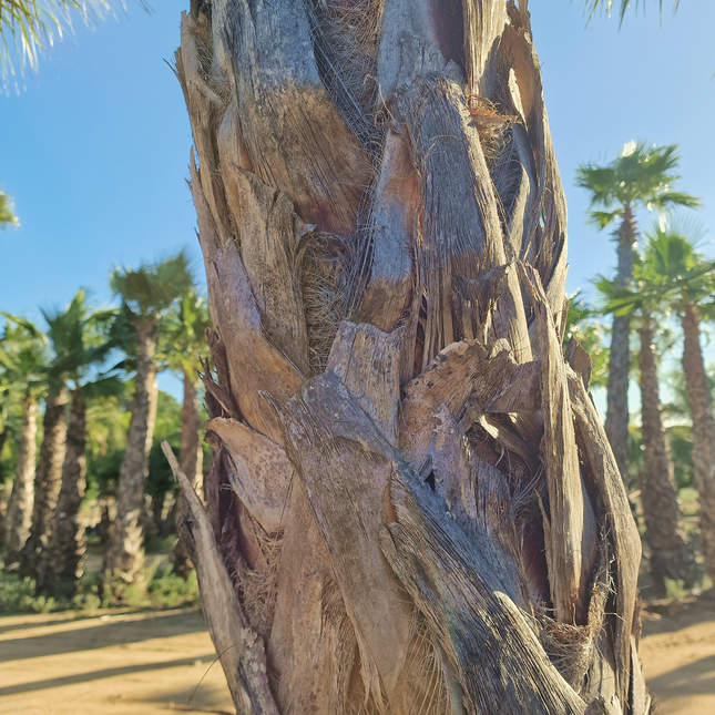Palmier Washingtonia robusta - hauteur stipe 360 cm
