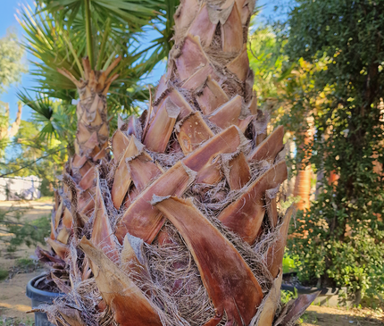 Palmier Washingtonia Robusta - Stipe 110 cm