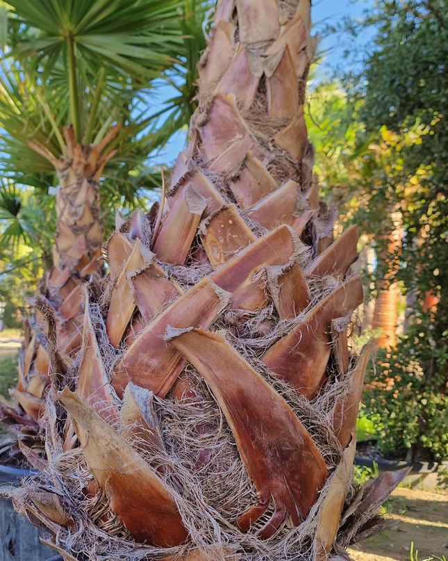 Palmier Washingtonia Robusta - Stipe 110 cm