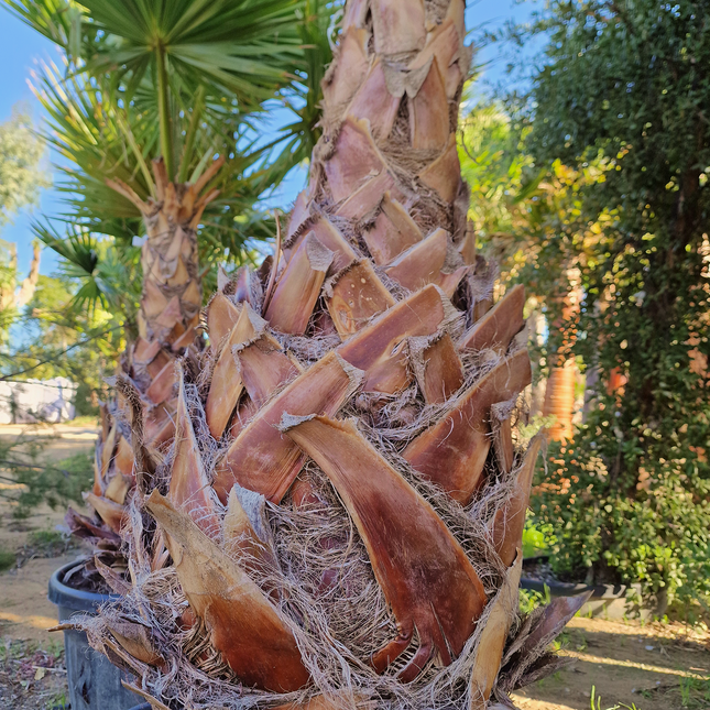 Palmier Washingtonia Robusta - Stipe 110 cm