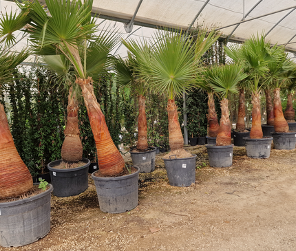 Palmier Washingtonia robusta – Tronc rasé – Stipe 100 cm - palmier à croissance rapide