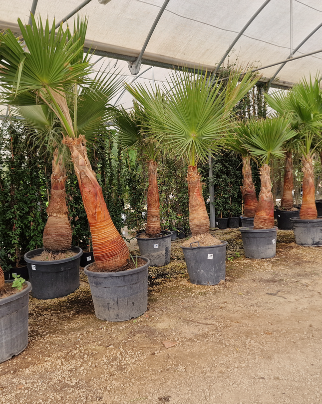 Palmier Washingtonia robusta – Tronc rasé – Stipe 100 cm - palmier à croissance rapide