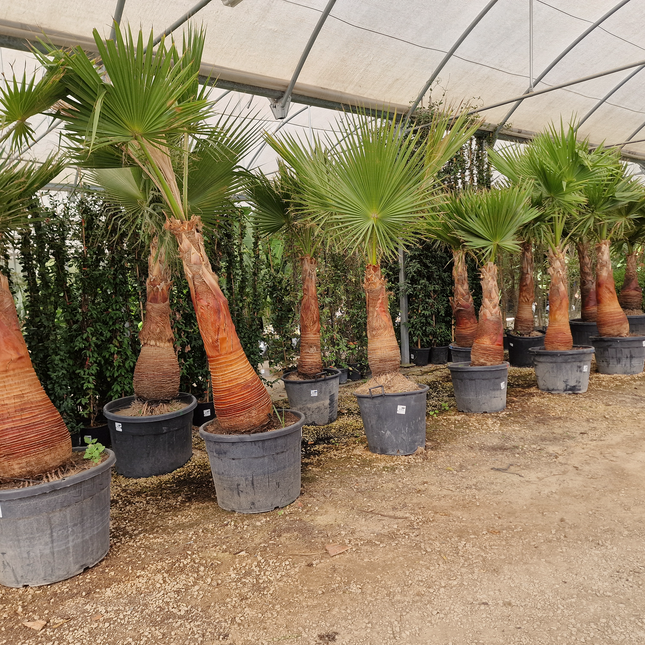 Palmier Washingtonia robusta – Tronc rasé – Stipe 100 cm - palmier à croissance rapide
