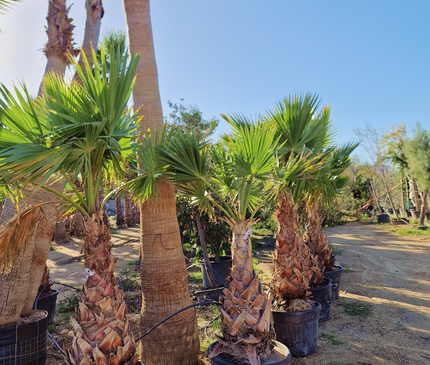 Palmier Washingtonia Robusta - Stipe 100 cm