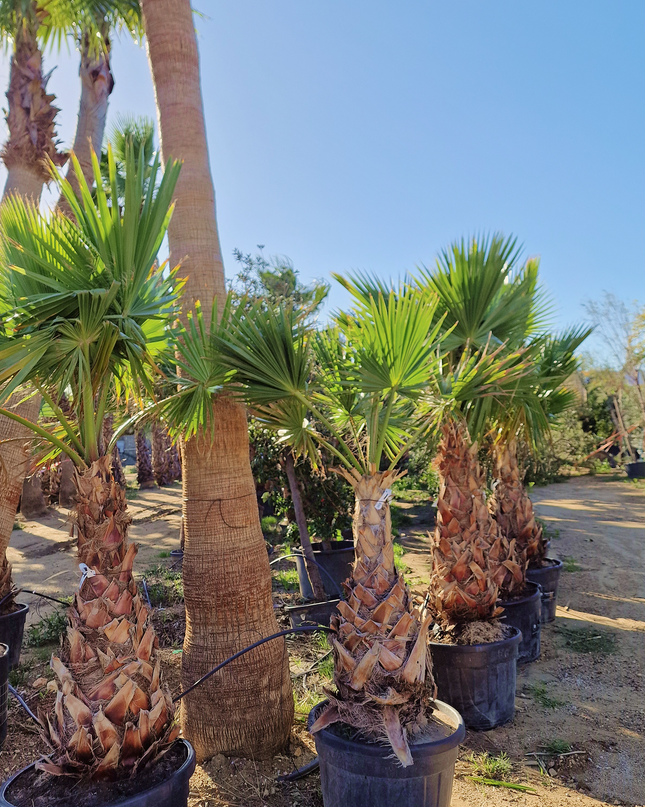 Palmier Washingtonia Robusta - Stipe 100 cm