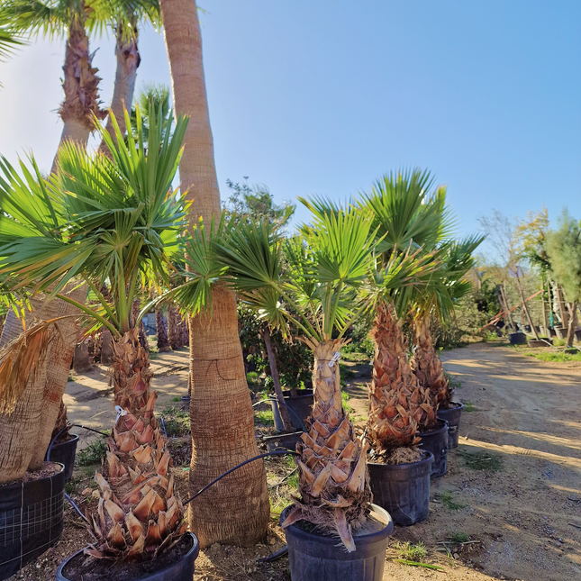 Palmier Washingtonia Robusta - Stipe 100 cm