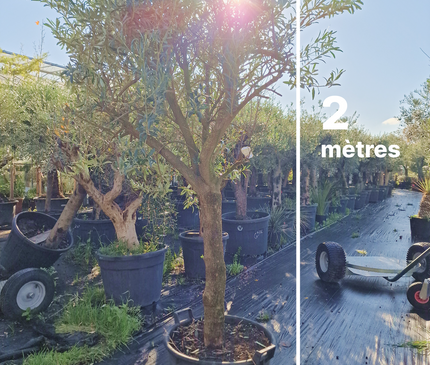 Olivier Gordal – Hauteur 200 à 220 cm