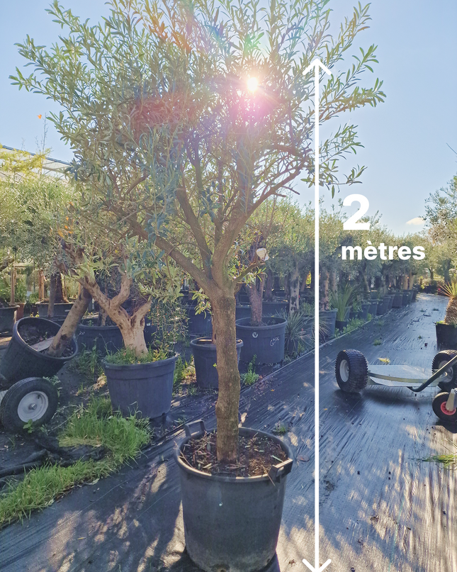 Olivier Gordal – Hauteur 200 à 220 cm