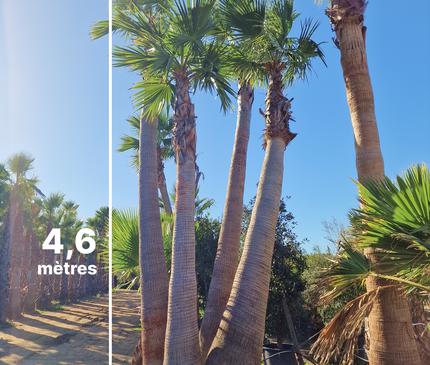 Palmier washingtonia - triple stipes - tronc 310 cm