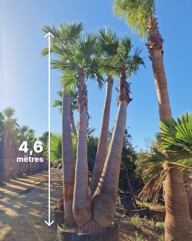 Palmier washingtonia - triple stipes - tronc 310 cm