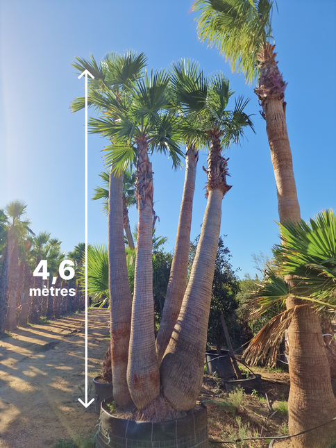 Palmier washingtonia - triple stipes - tronc 310 cm