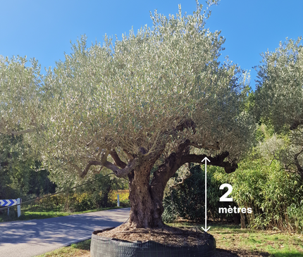 Olivier centenaire (Olea europaea) 4 mètres – Arbre d'exception