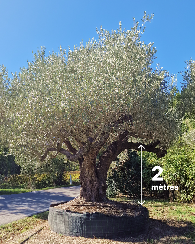 Olivier centenaire (Olea europaea) 4 mètres – Arbre d'exception