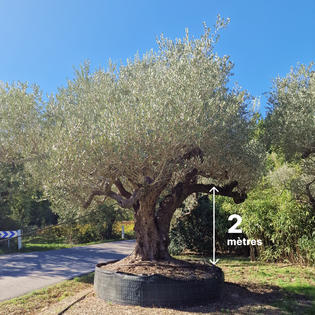 Olivier centenaire (Olea europaea) 4 mètres – Arbre d'exception