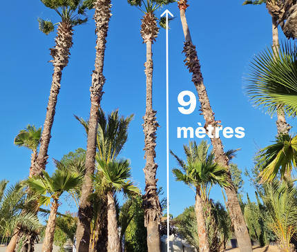 Palmier Washingtonia Robusta - Stipe 900 cm (9 mètres)