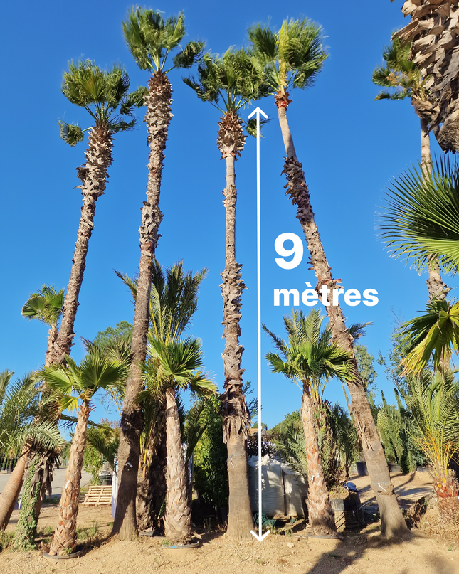 Palmier Washingtonia Robusta - Stipe 900 cm (9 mètres)