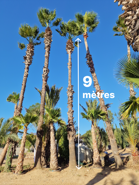 Palmier Washingtonia Robusta - Stipe 900 cm (9 mètres)