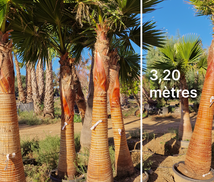 Palmier Washingtonia nettoyé - Stipe (tronc) de 190 centimètres