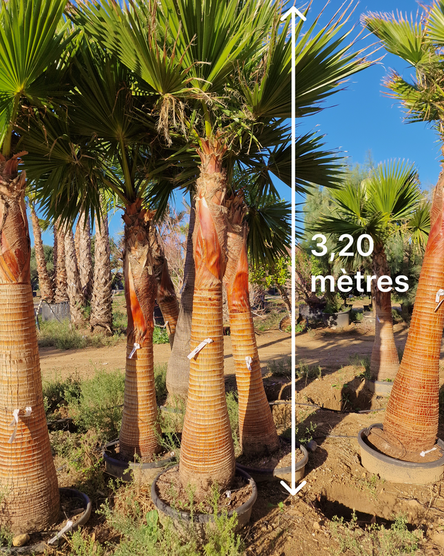 Palmier Washingtonia nettoyé - Stipe (tronc) de 190 centimètres