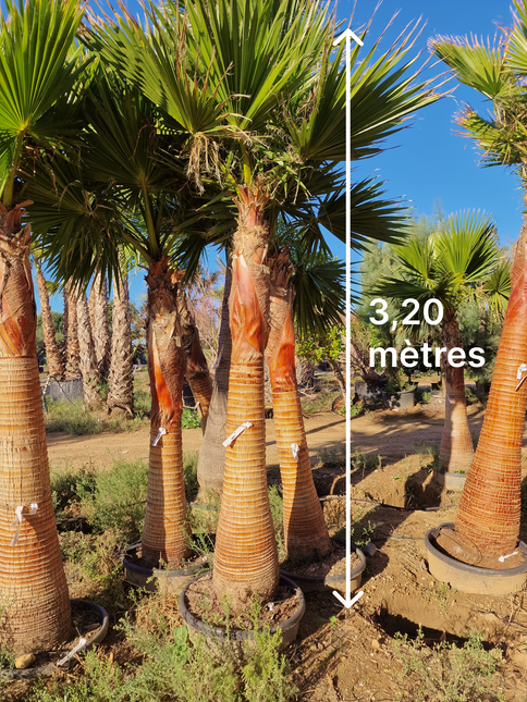 Palmier Washingtonia nettoyé - Stipe (tronc) de 190 centimètres