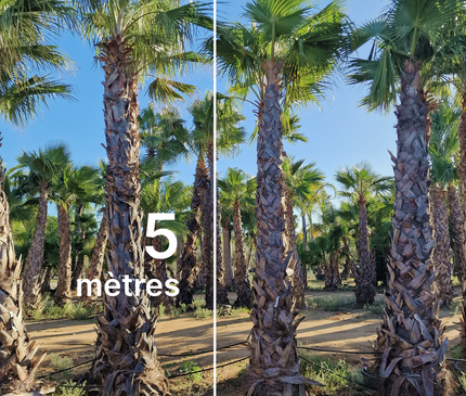 Palmier Washingtonia robusta - hauteur stipe 360 cm