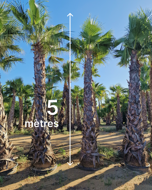 Palmier Washingtonia robusta - hauteur stipe 360 cm