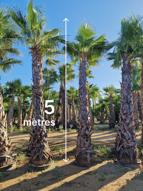 Palmier Washingtonia robusta - hauteur stipe 360 cm